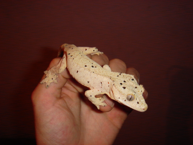 1.1 Glow orange dalmatian  300 (5).JPG