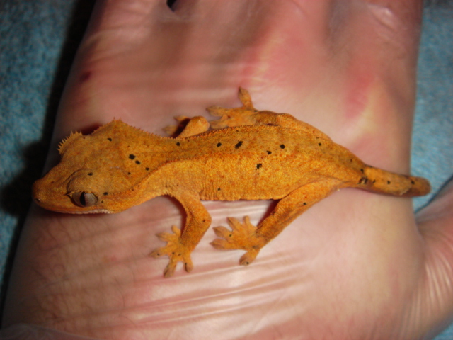 1.1 Glow orange dalmatian  300 (8).JPG