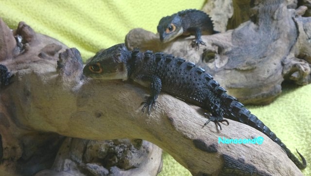 1.2 Tribolonos Gracilis