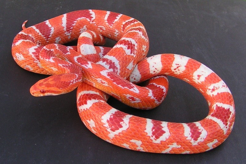 1 fluorescent reverse okeetee