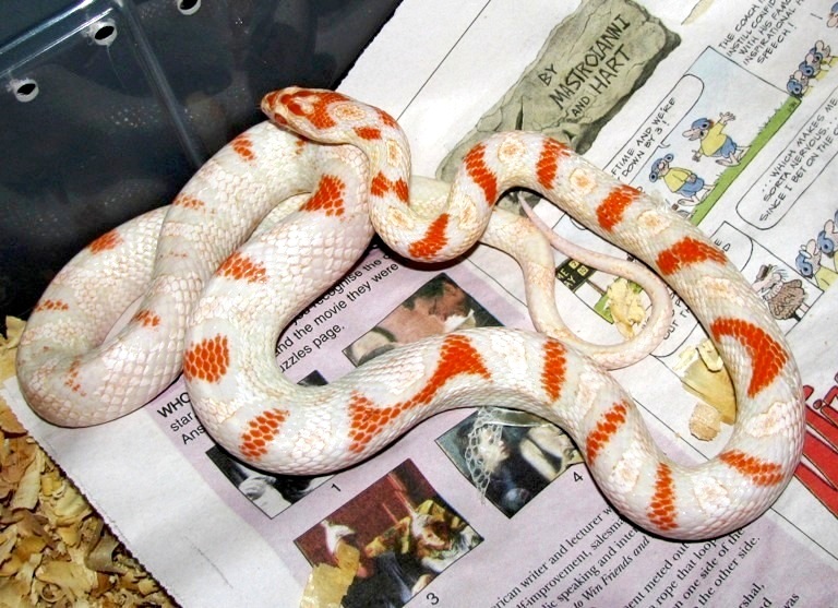 1 high white reverse okeetee