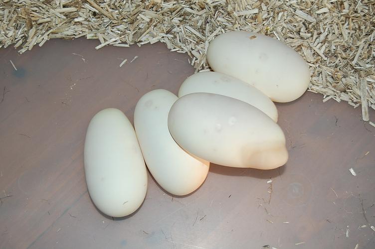 1ª puesta 8-6-12 de queen bee x pinstripe , 5 huevos fertiles (5).jpg