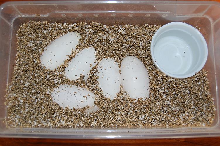 1ª puesta 8-6-12 de queen bee x pinstripe , 5 huevos fertiles (8).jpg