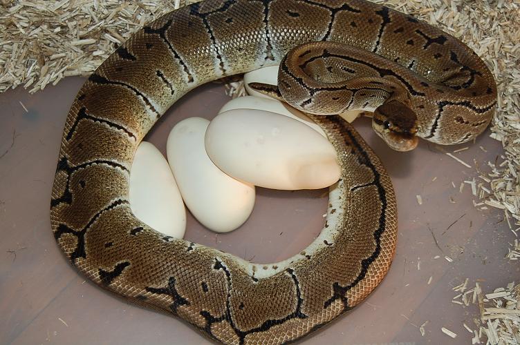 1ª puesta 8-6-12 de queen bee x pinstripe , 5 huevos fertiles.jpg