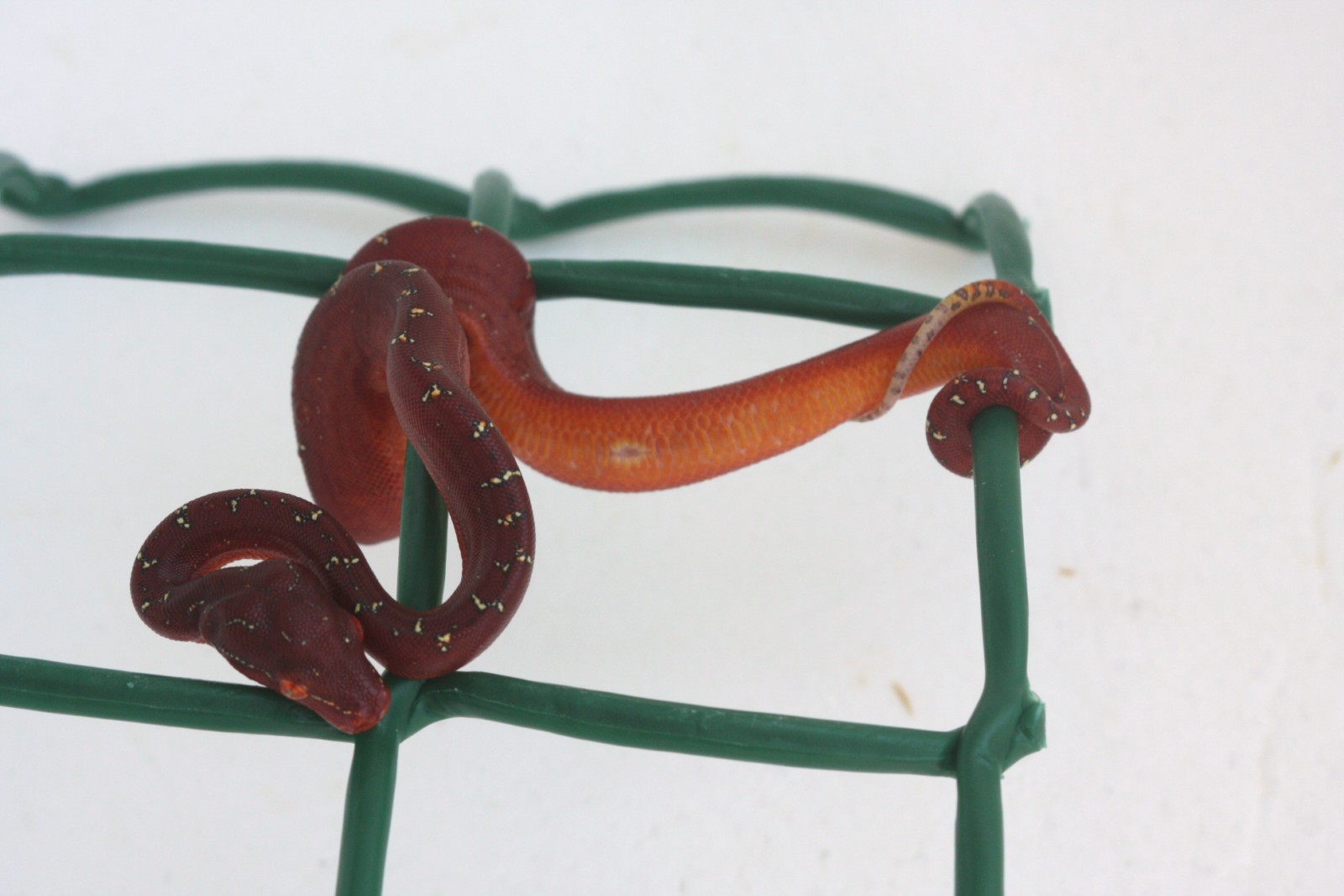 1 un dia de vida.JPG