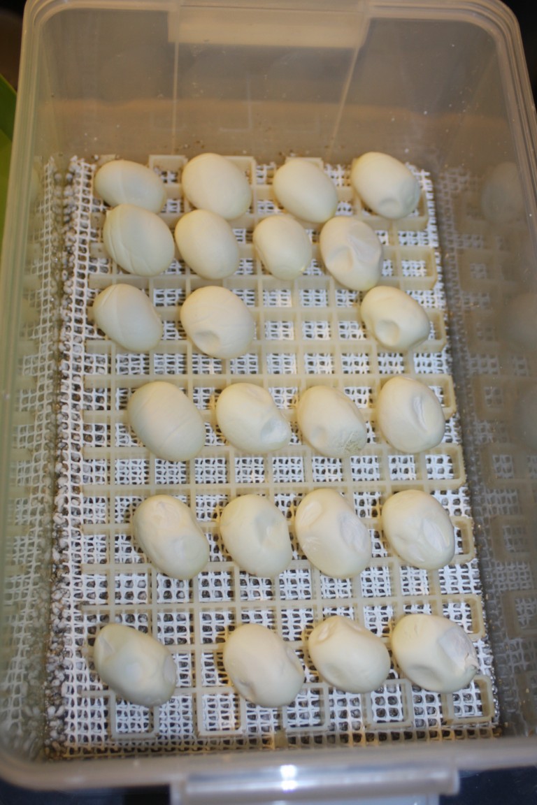 10 puesta colocada para incubación [1280x768].JPG