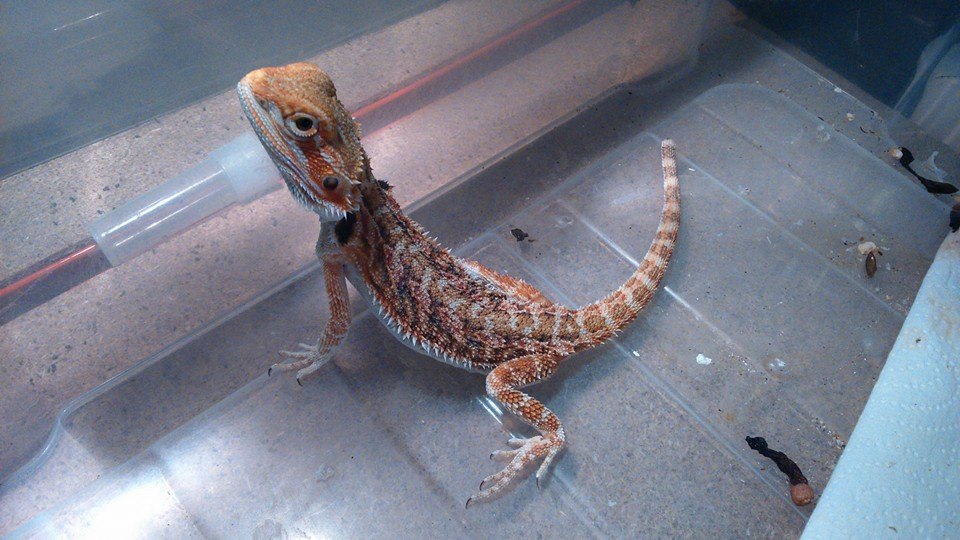 10151784 10152554211652918 7052908309032223747 n