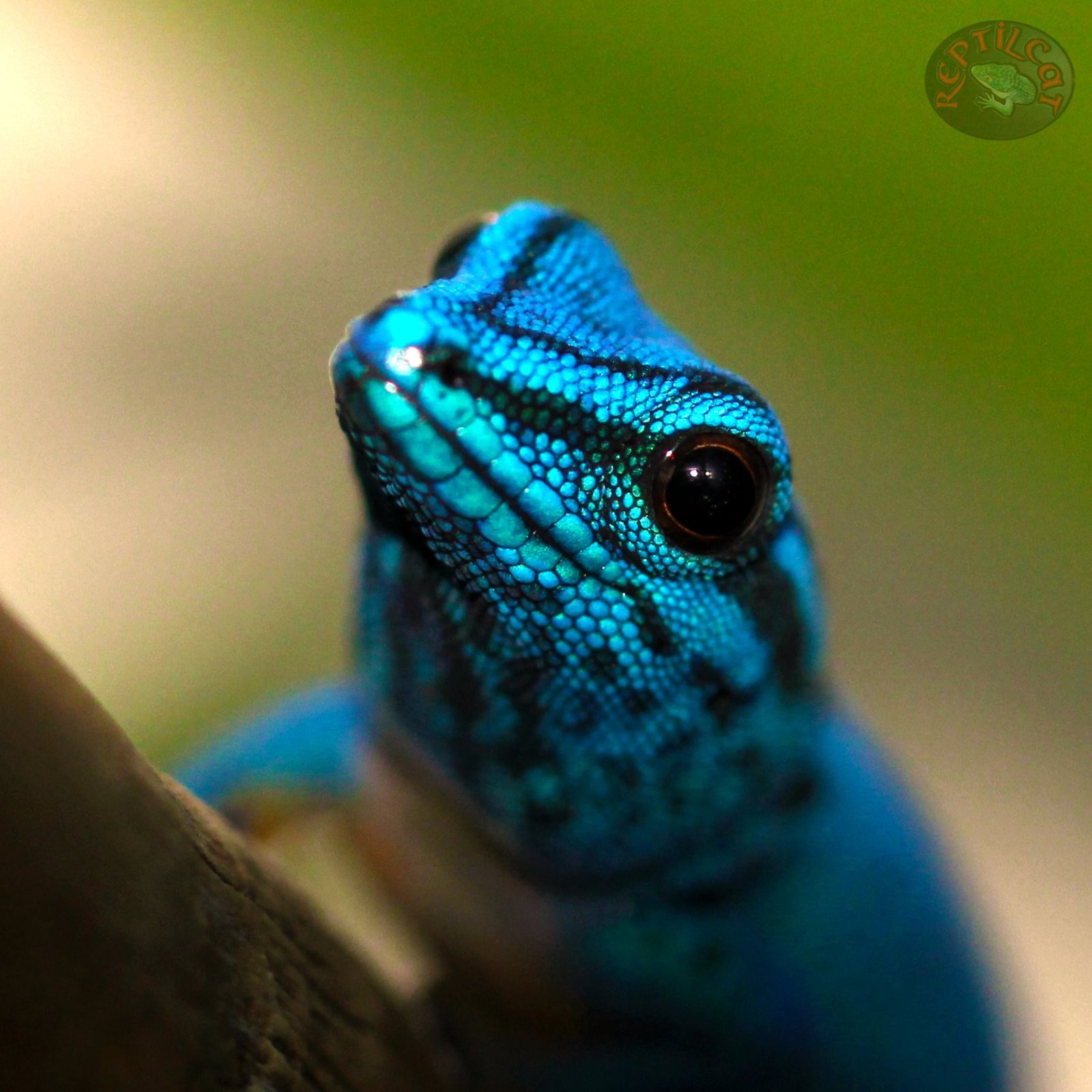 10498086_308460102653735_7900981896107570236_o