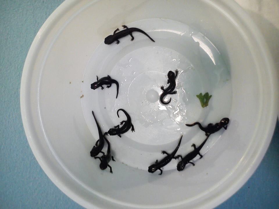 1069204 10201565025399267 1851082551 n