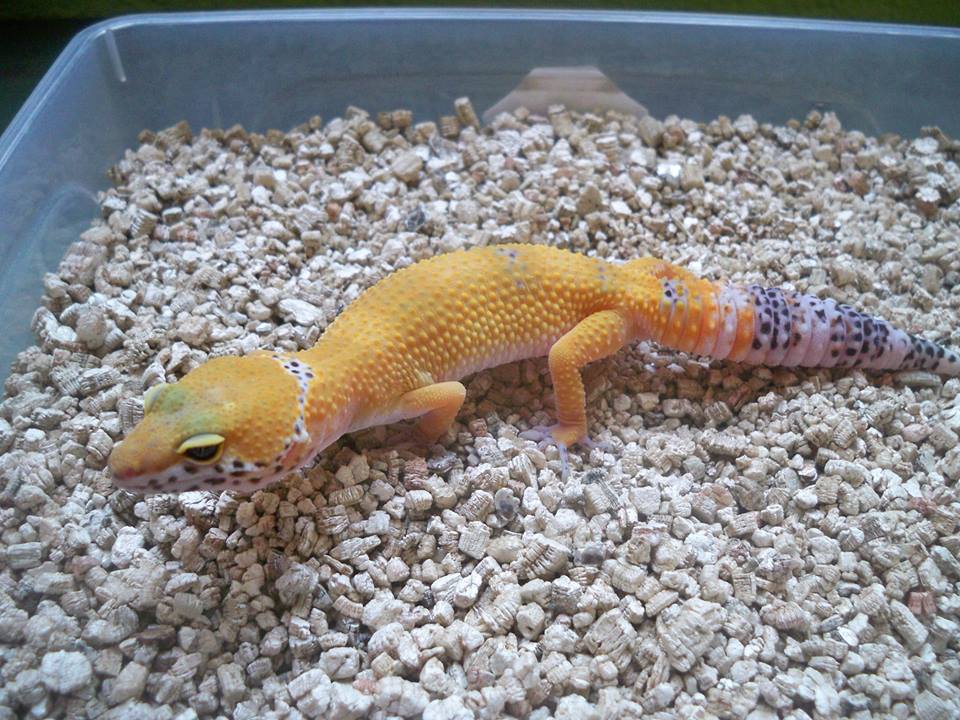 10716205 1696574143901407 1094638203 n