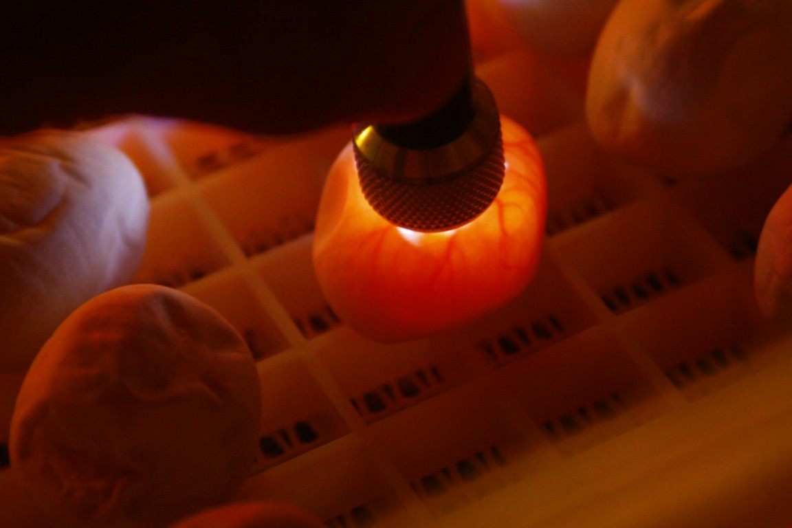 11 comprobación de capilaridad de los huevos 100% fertiles [1280x768].JPG