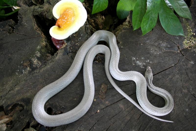 11 patternless anery 2