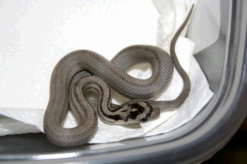 11 patternless anery