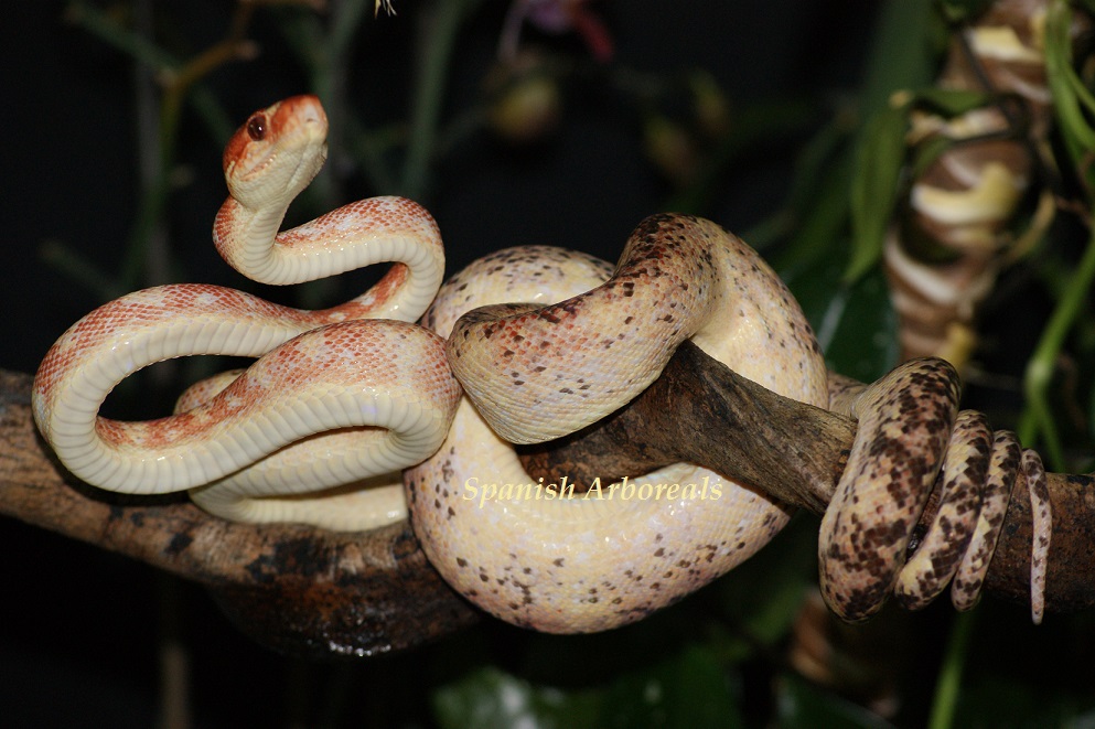 12-06-14 (1 año y 8 meses).JPG