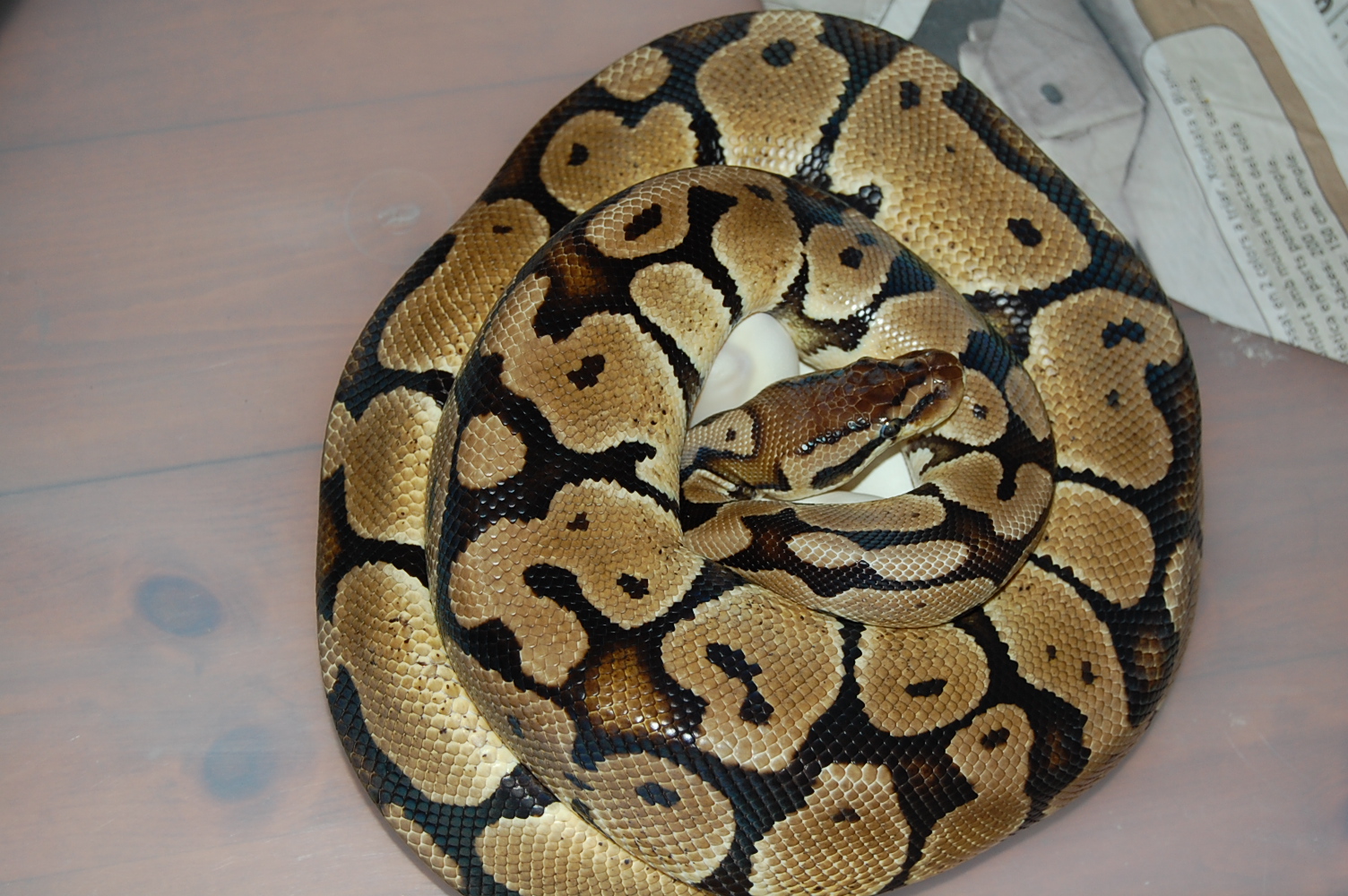 12-7-2010 Pewter X Pastel ( Sergi & Viktor ).JPG