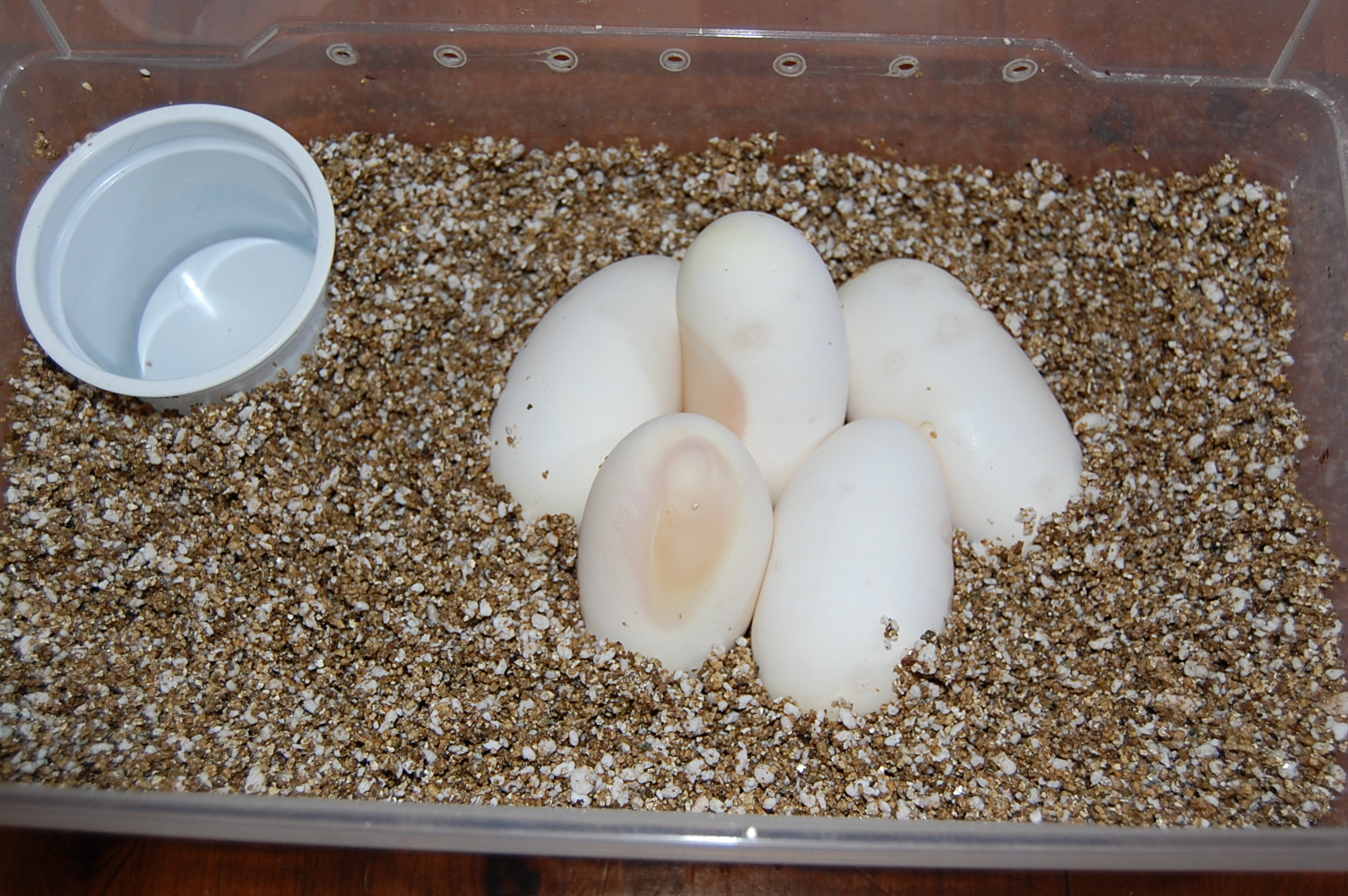 12-7-2010 Pewter X Pastel ( Sergi & Viktor )....JPG