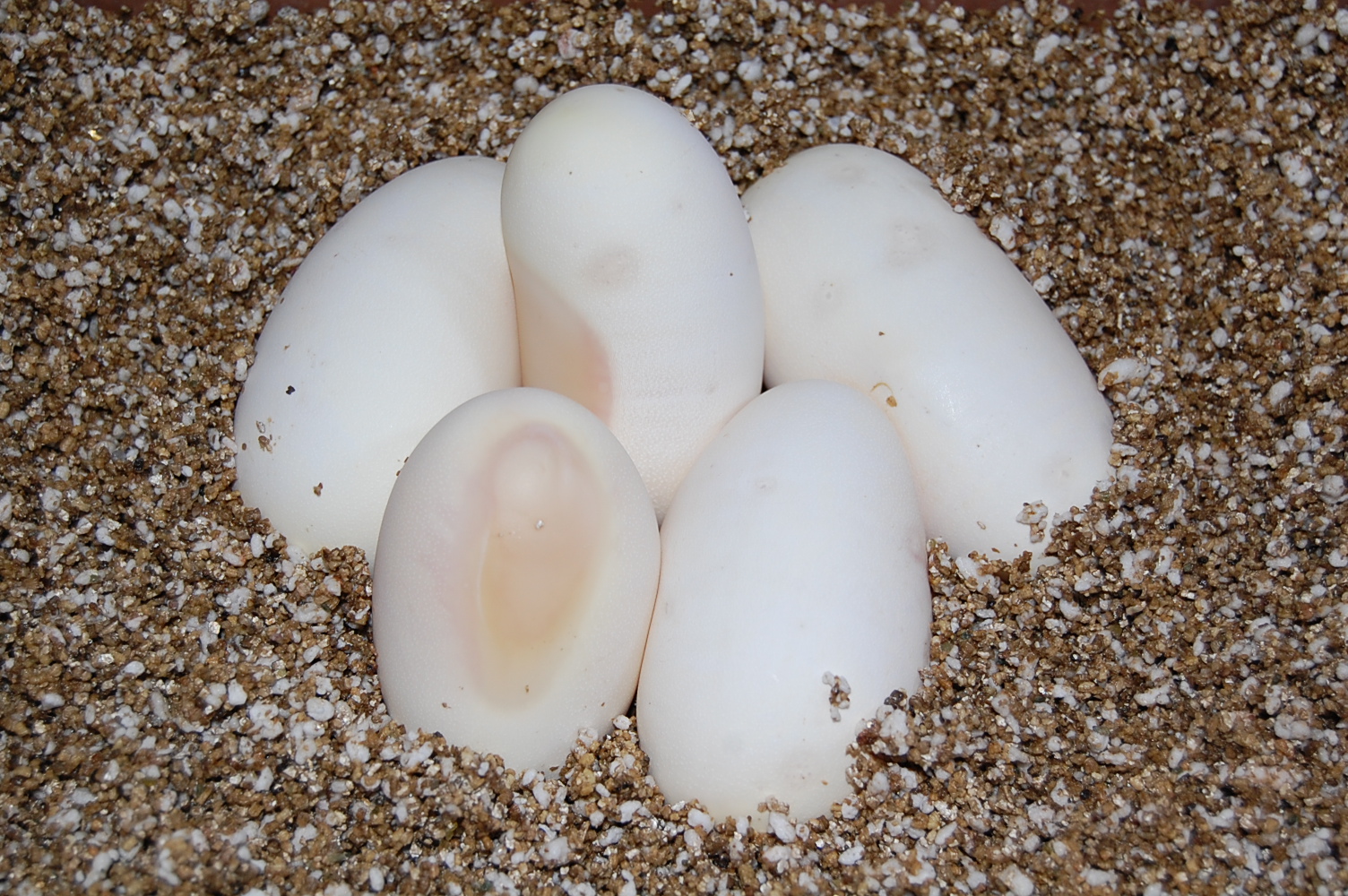 12-7-2010 Pewter X Pastel ( Sergi & Viktor )......JPG