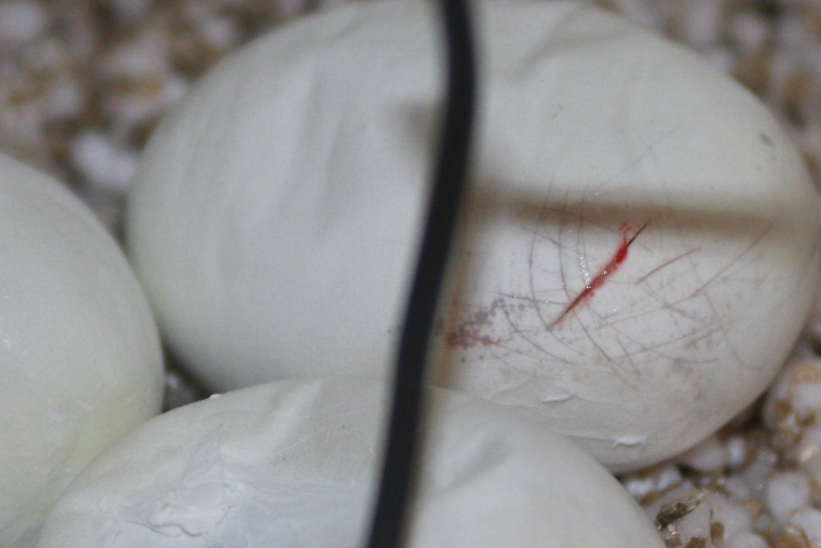 12 primera cria rompe el huevo 51 dias de incubación [1280x768].JPG