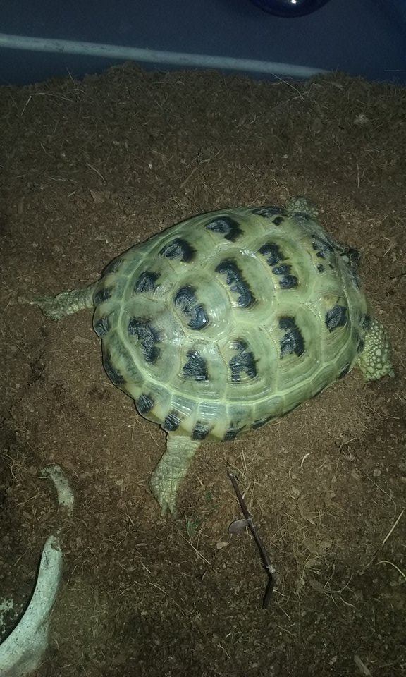 12404396_10205310262503121_469736261_n