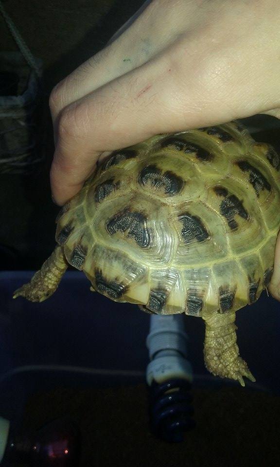 12421580_10205310262023109_1053791382_n