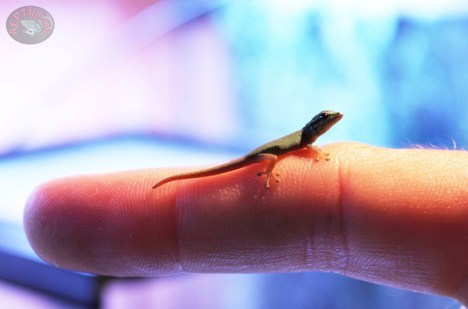 1264082_217104431789303_1197904823_o