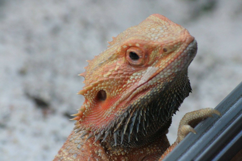 1264433 588377871221089 1729050079 o[1]