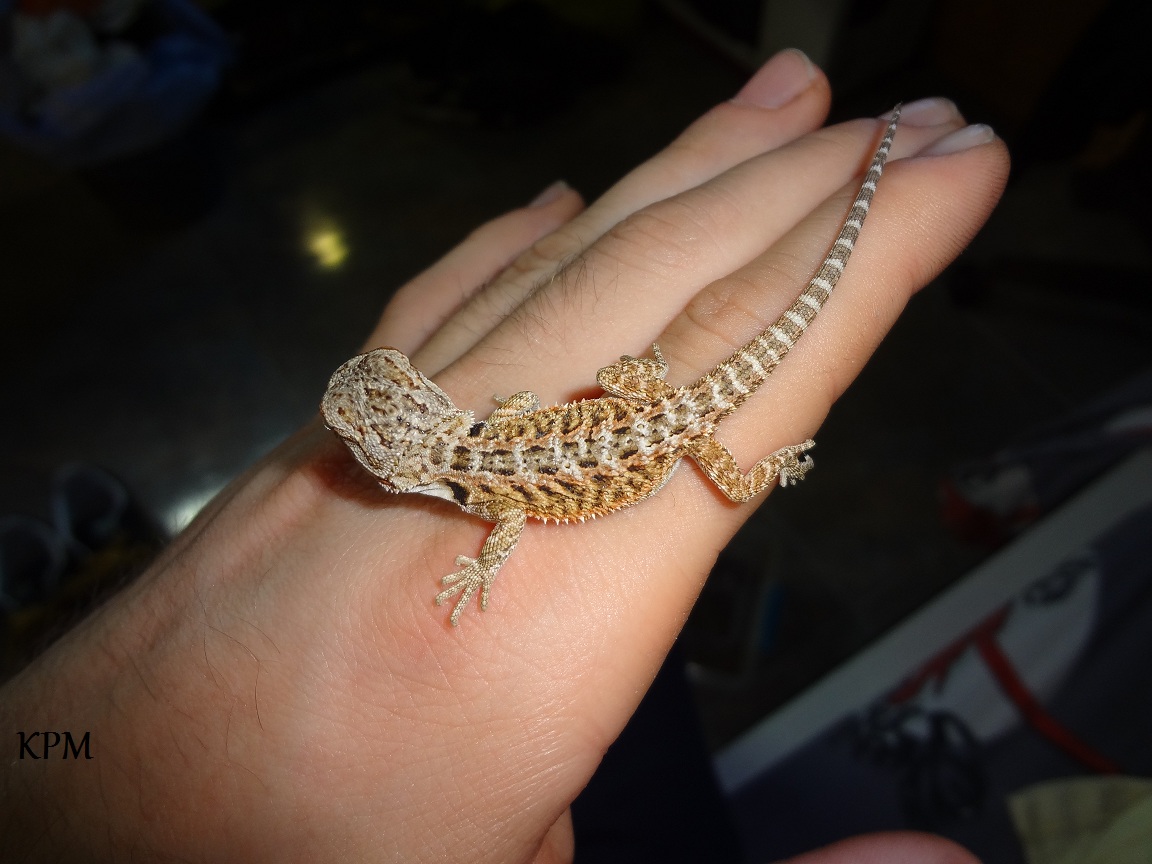 13-07-12 (4) KPM.jpg