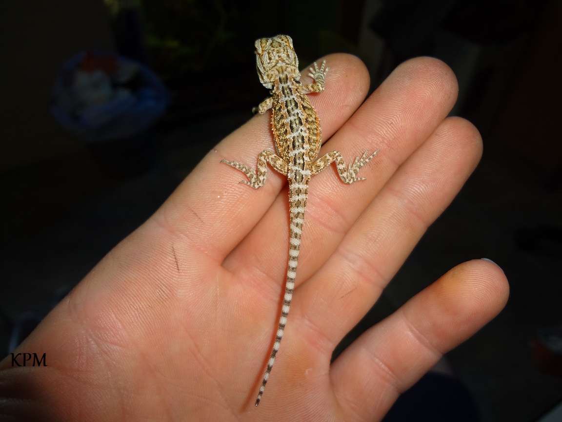 13-07-12 (5) KPM.jpg