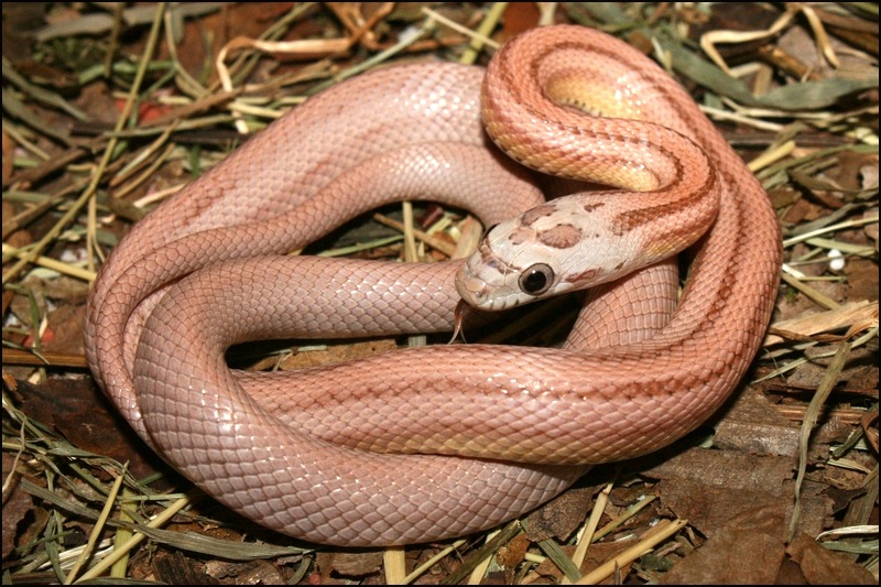 13 coral ghost striped