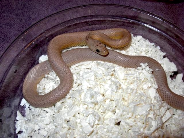 13 Coral ghost vanishing