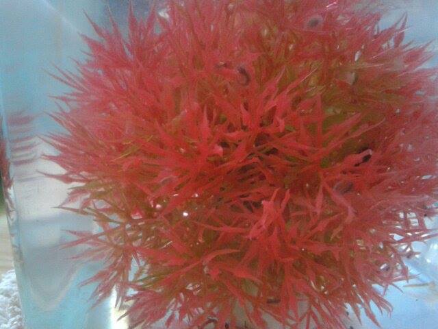 1374902 10201565384968256 1303342723 n