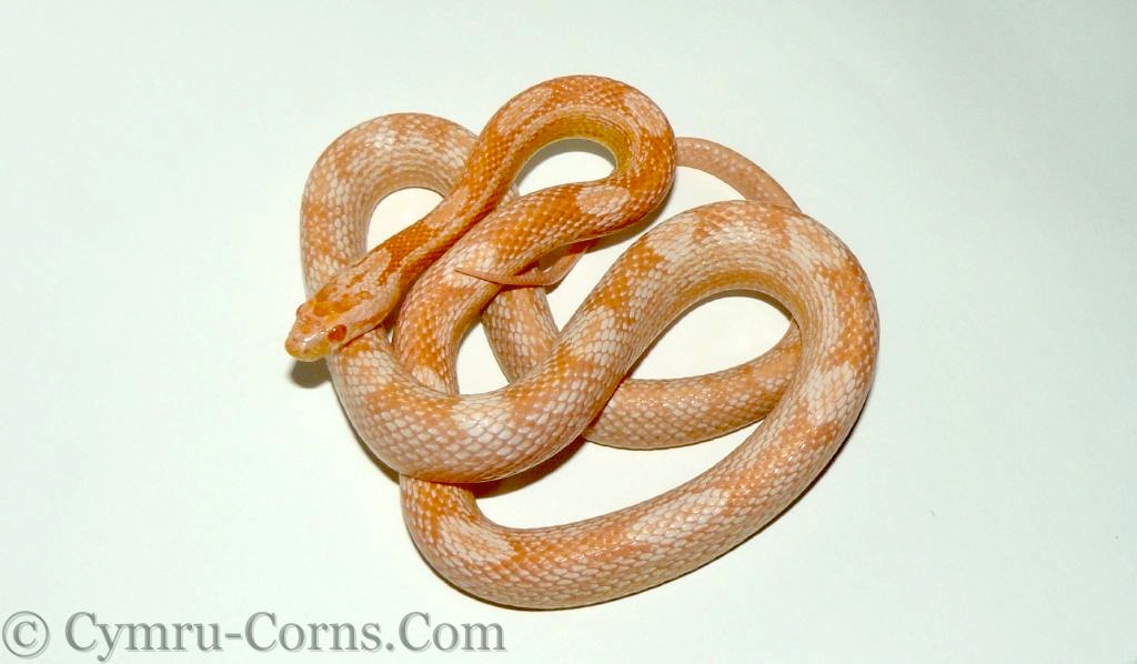 14 Coral Snow Motley