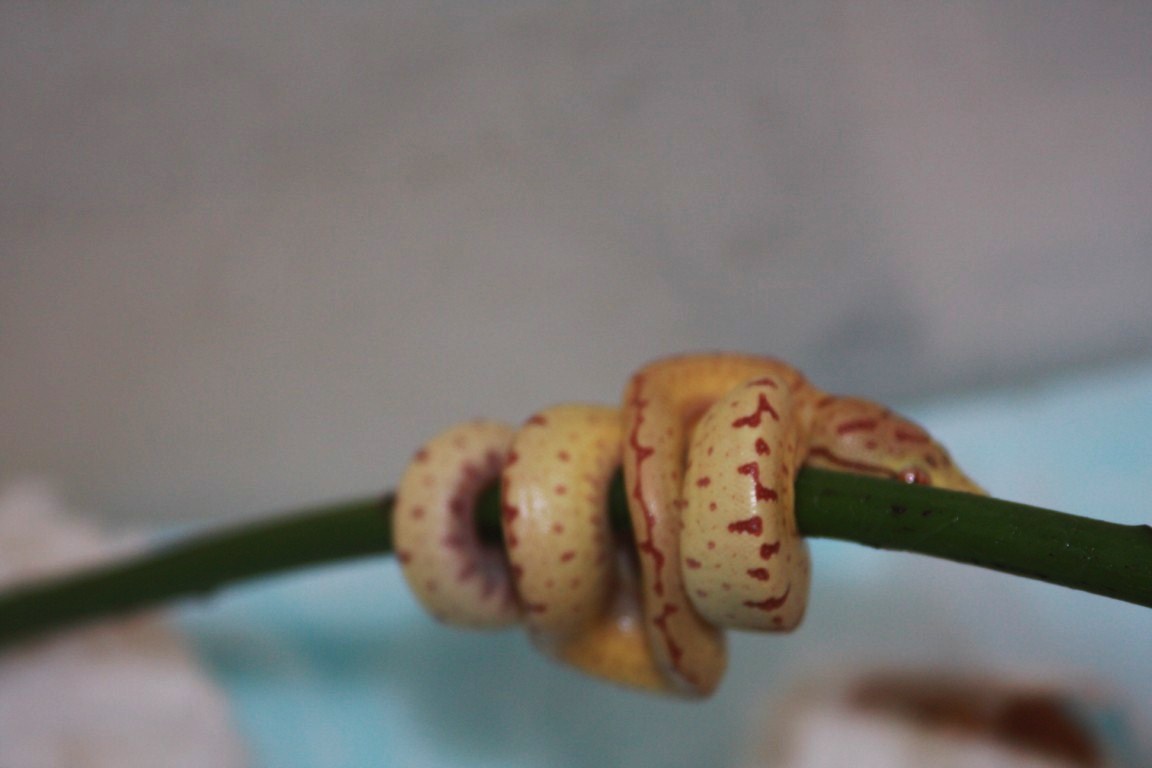 14 primera cria que sale del huevo 52 dias de incubación [1280x768].JPG