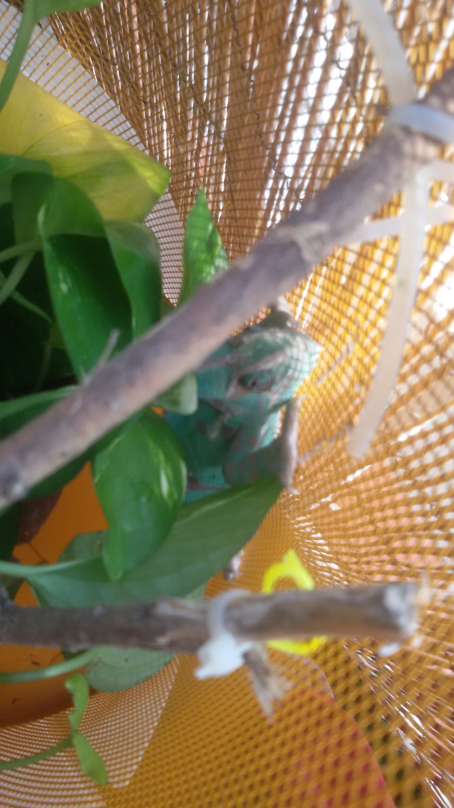 14437779250261480687237