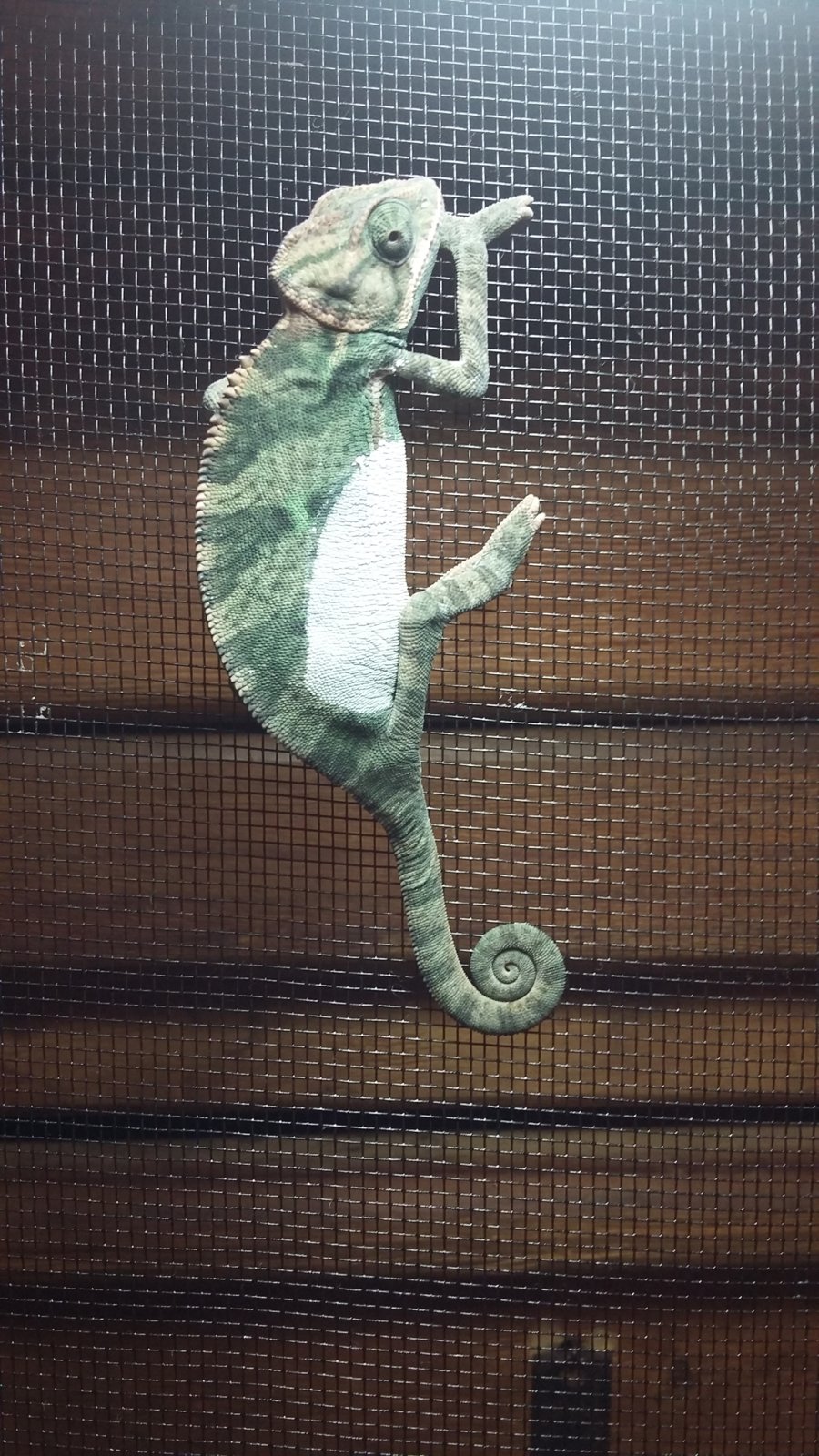 145383327118034850863 (1)