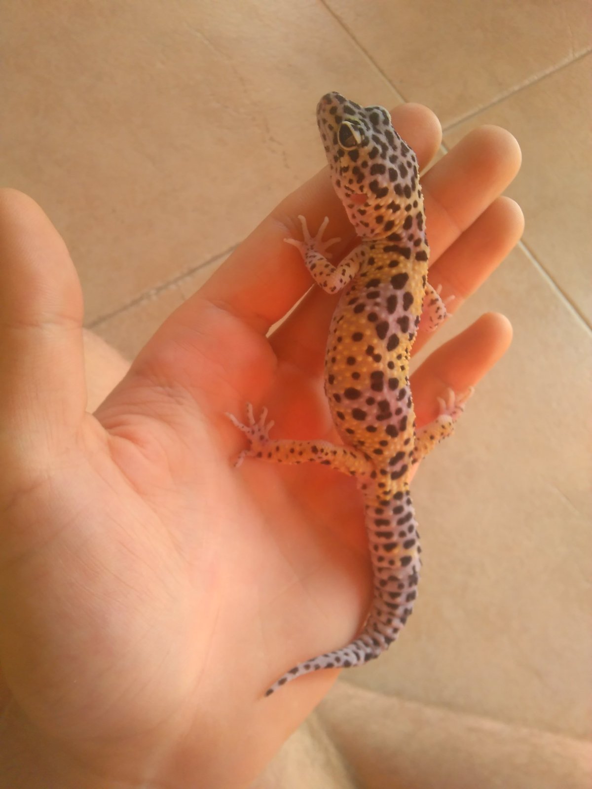 1482329358982598325655