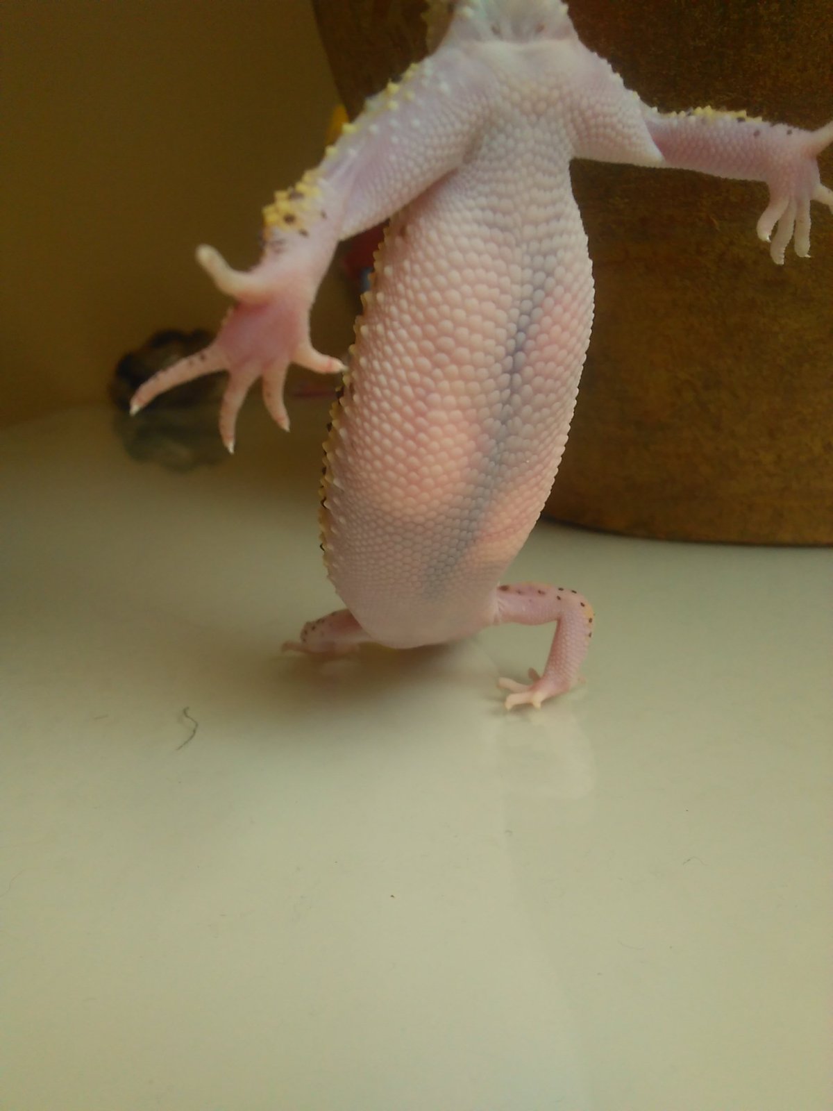 1483961208340728759152