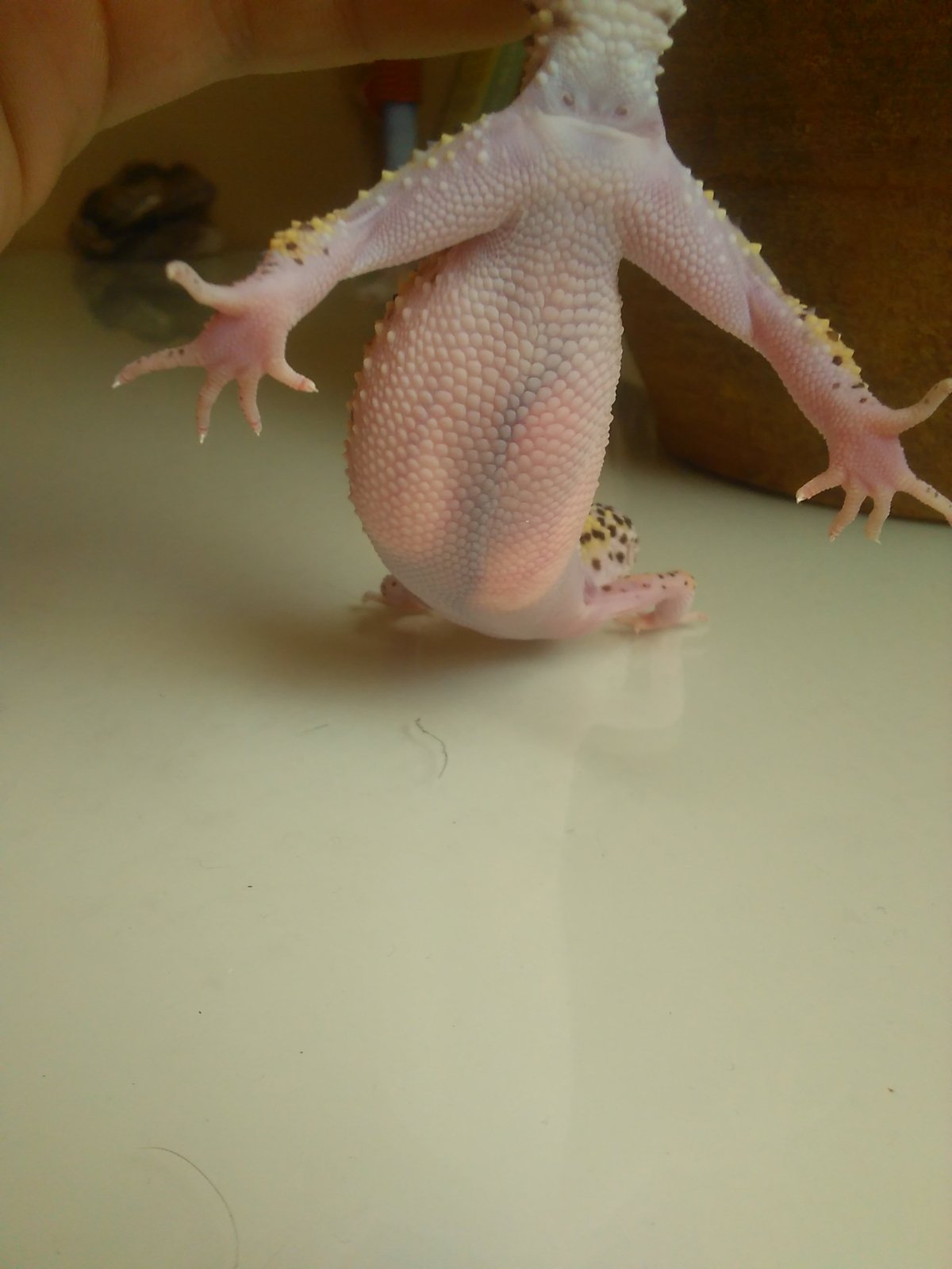 1483961344302-1836557999