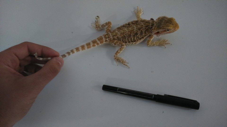 1484345 10152554245287918 1863677555415432199 n