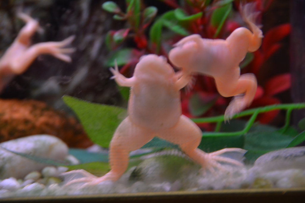 166 Que viene el mastodonte