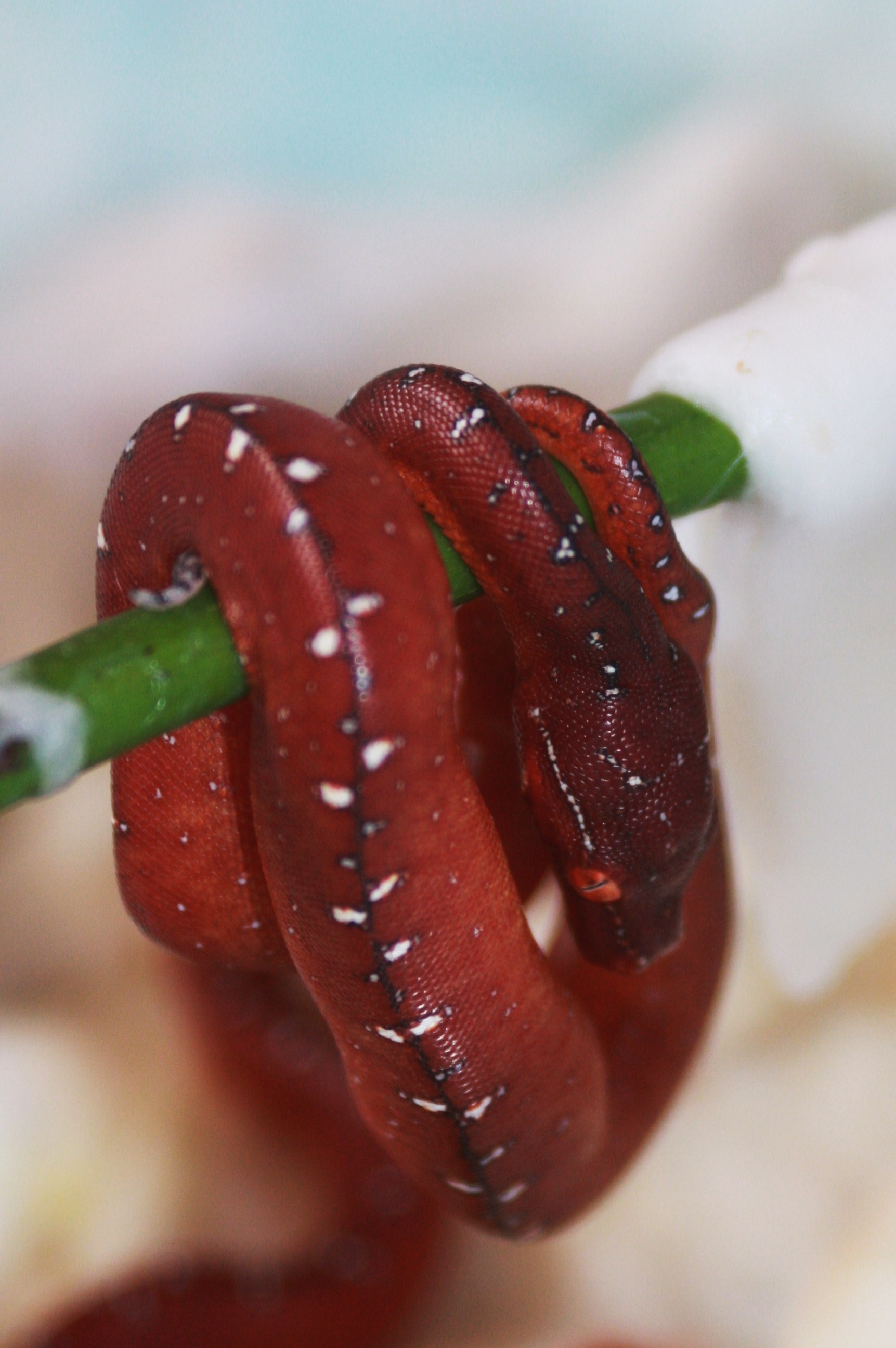 17 neonato rojo .JPG