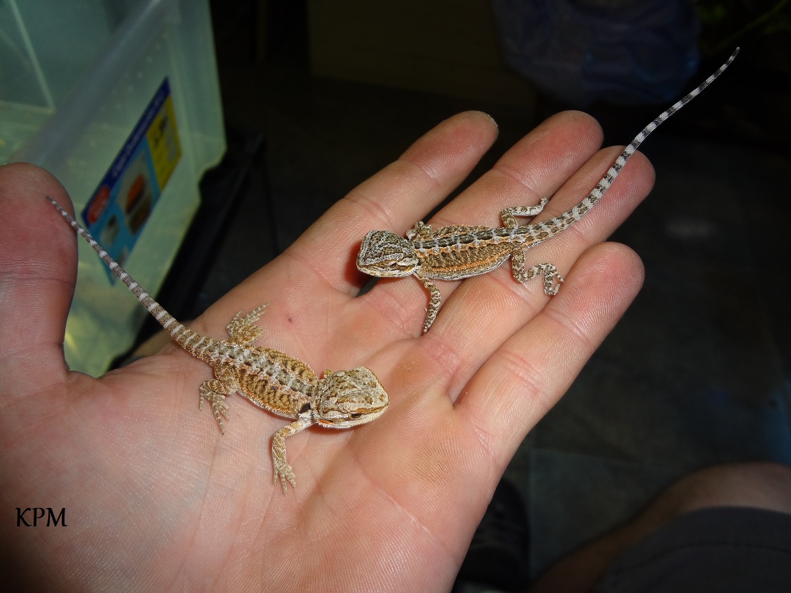 18-07-12 (1) KPM.jpg