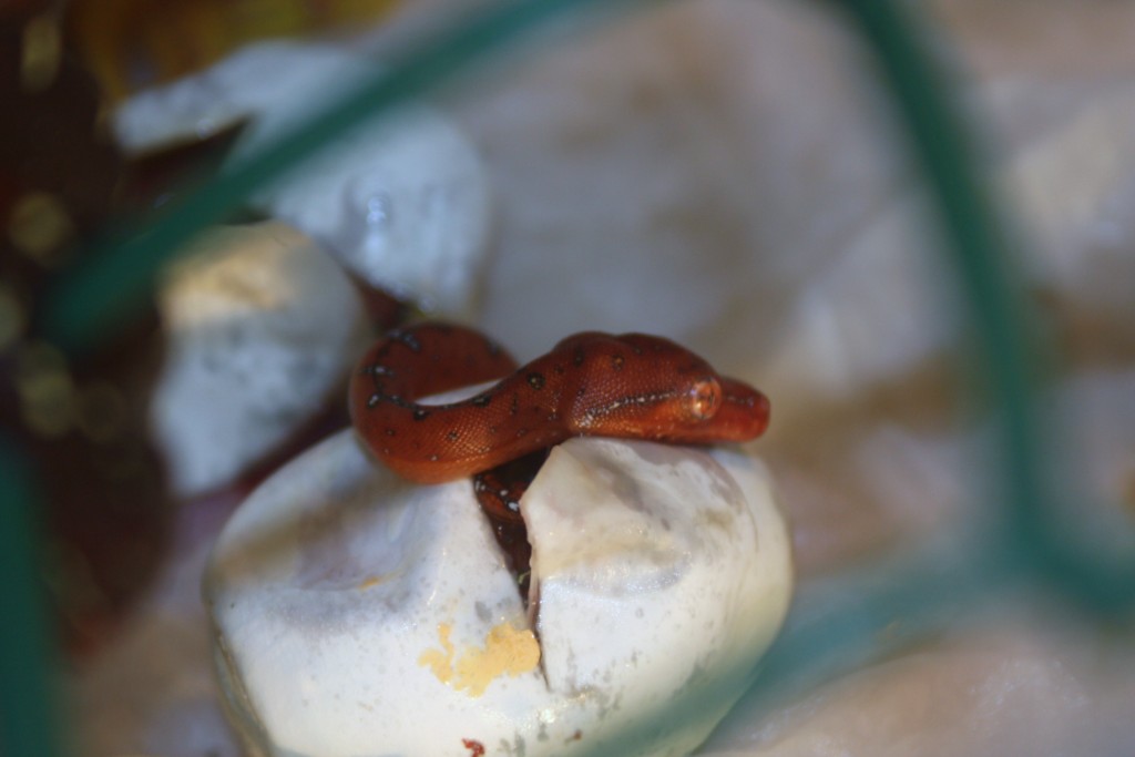 18 eclosion 3 [1024x768].JPG