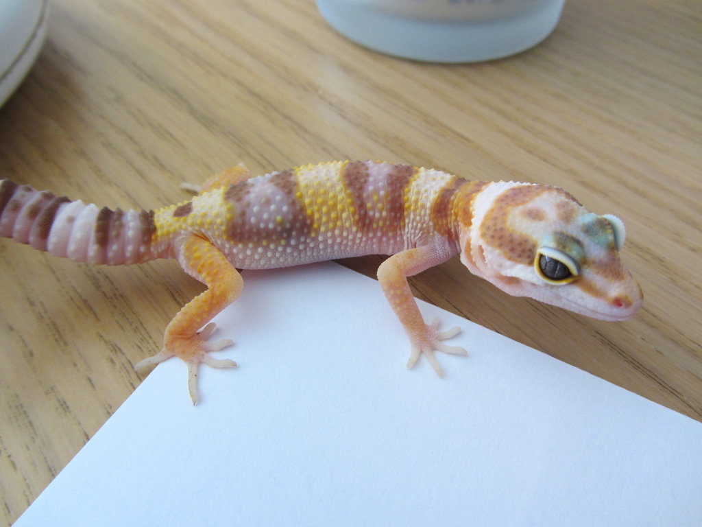 19 09 11 Cria 4 Mafalda 023