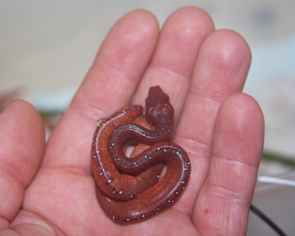 19 tamaño neonato [1280x768].JPG