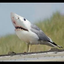 1947900 490987541011715 1515648543 n