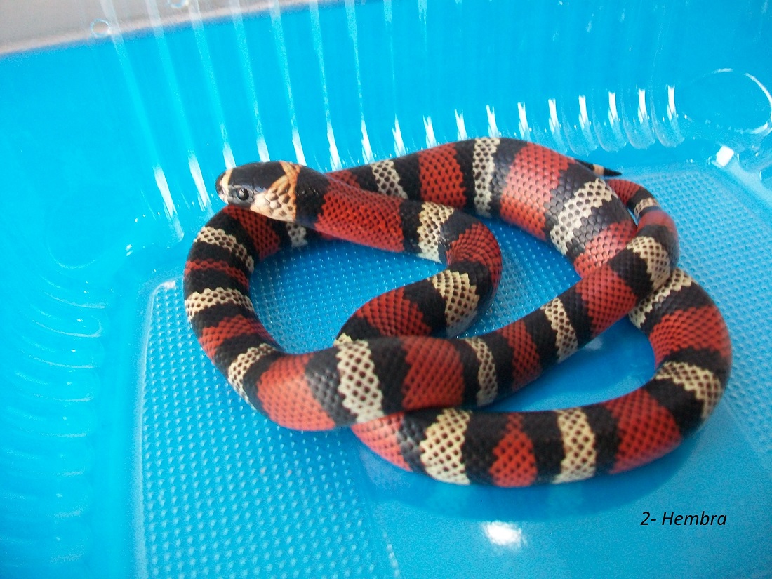 2- Hembra.JPG