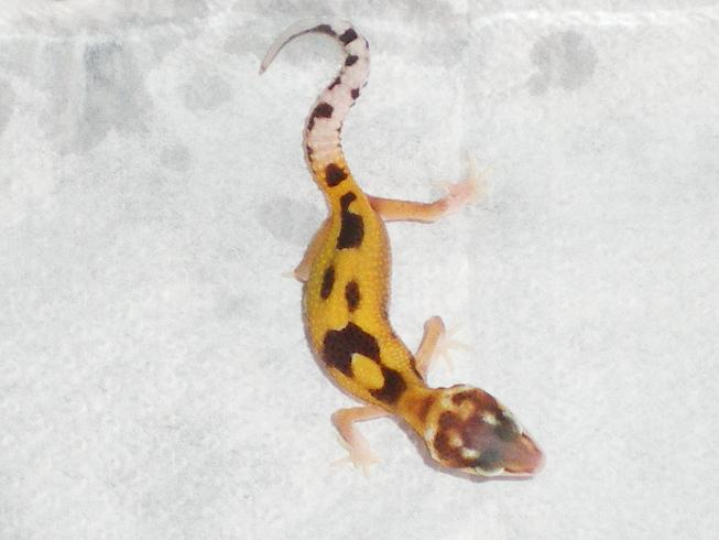 2 snake eyes Eclipse.JPG