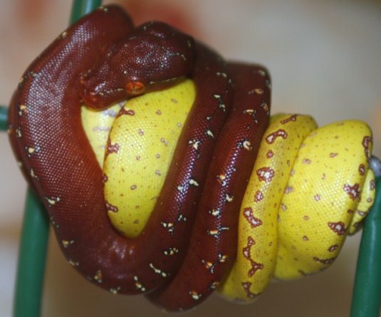 20 cria roja y amarilla.jpg