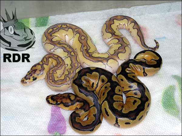 2010_clutch_59_2 RDR.jpg